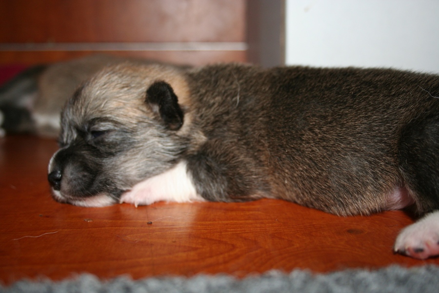 Puppies